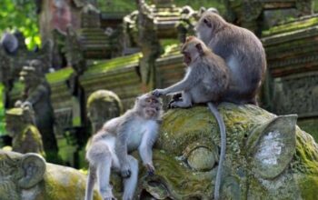 Monkey Ubud