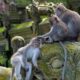 Monkey Ubud