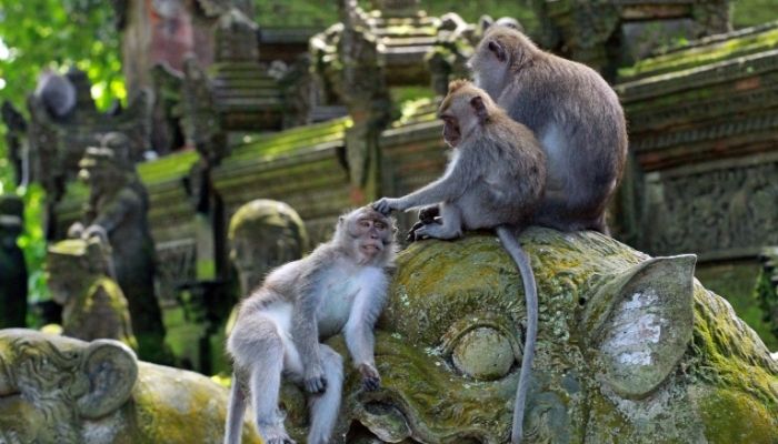 Monkey Ubud