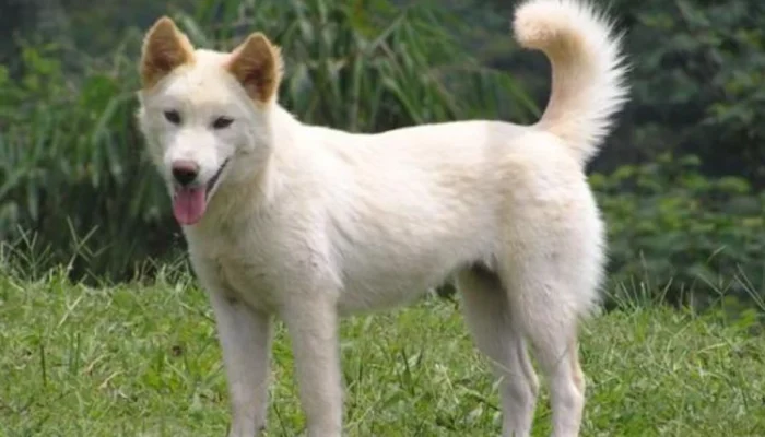 Anjing Kintamani Bali