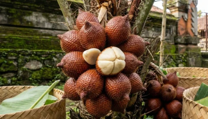 Salak Bali