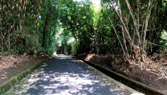 Hutan Bambu Panglipuran