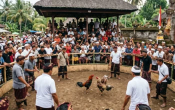 Tajen, the Cockfighting Tradition in Bali