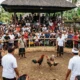 Tajen, the Cockfighting Tradition in Bali